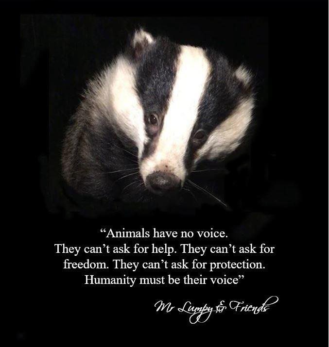 Mr Lumpy & Friends tweet media