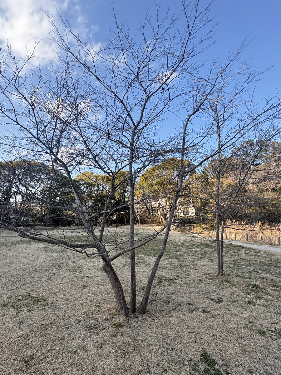 waherb777's tweet photo. いつも和ハーブフィールドマスター養成講座でお世話になっている鎌倉広町緑地に今年になって初めて訪れました😊🙏フキノトウにトリカブトの新芽🌱繰り返される春の予感☘️いつもありがとう🙏✨✨和ハーブフィールドマスター養成講座、関東コース（湘南コース）残り2名様です☺️初心者大歓迎です🔰 https://t.co/3xGw6Zce83