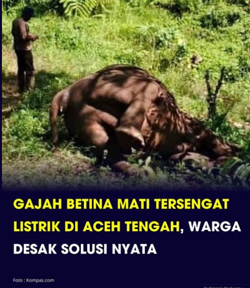 SoeTjenMarching's tweet photo. Gajah bukan binatang agresif. Tapi mereka bisa ngamuk bila diganggu. Mereka adl contoh makhluk d/ kekuatan luar biasa yg tdk semena-mena (bandingkan d/pejabat tinggi Indonesia). Tapi, kalau manusia terus merampas kawasan mereka, maka jangan heran bila mereka ngamuk akhirnya. https://t.co/mM5z8NFFxP