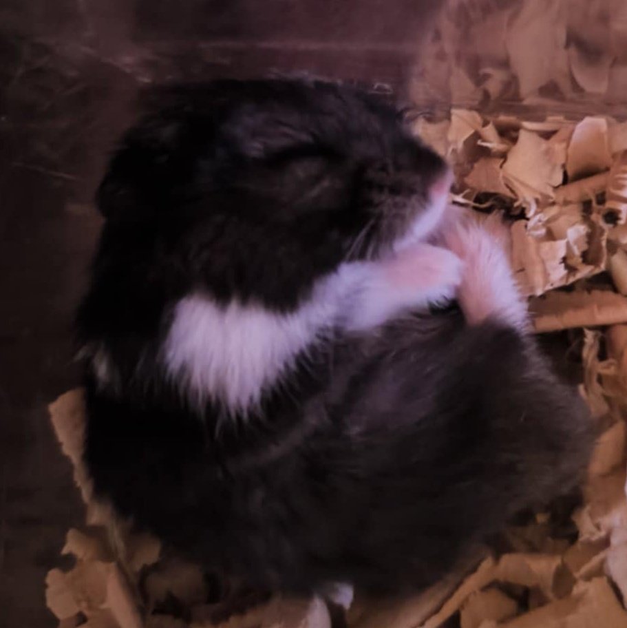 eep
#Hamster #DwarfHamster #HamsterLife #CuteAnimals