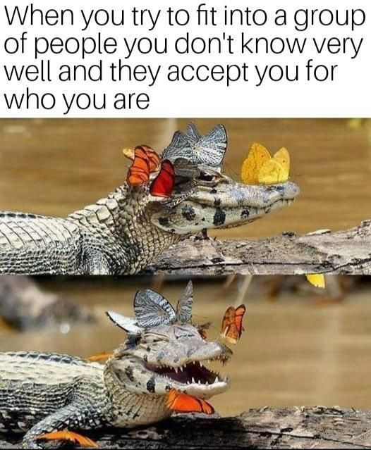 WholesomeMemes (@wholesomememe) on Twitter photo 