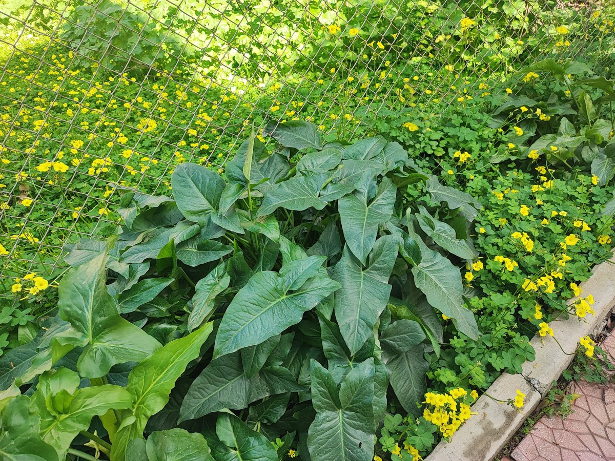 Καλημέρα σας 💚💚 
Καλή εβδομάδα 
Καλή Καθαρά Δευτέρα 
Από τον κήπο μου 
📷 Maria C.
🇬🇷🇨🇾