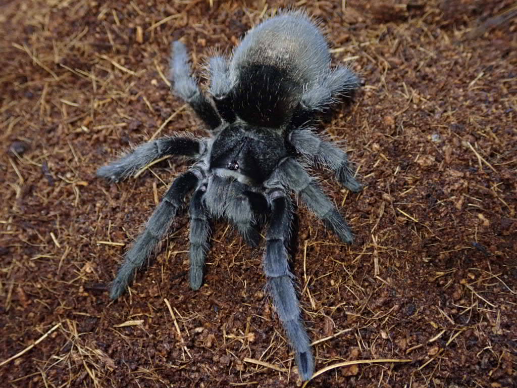 ぴーちゃん (合)Bebe Rep. 3/28.29【ナゴヤレプタイルズワールド】に出店します tweet media