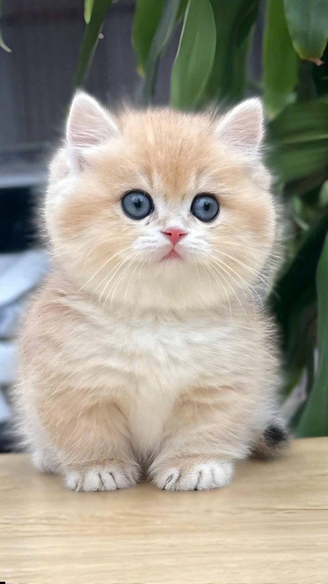 catnaija tweet media