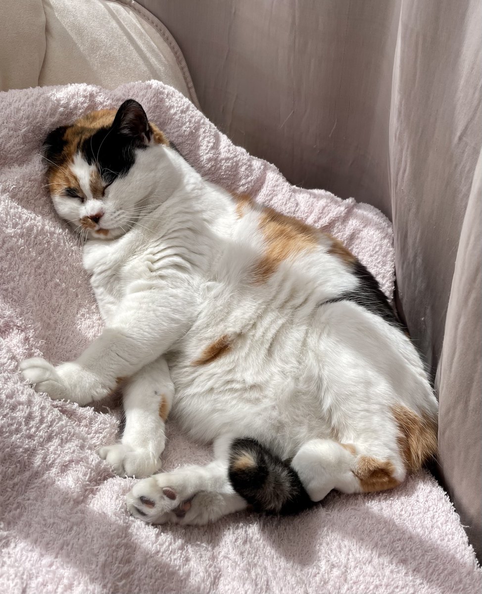 おなか出して寝てるの、めずらしくて微笑ましい