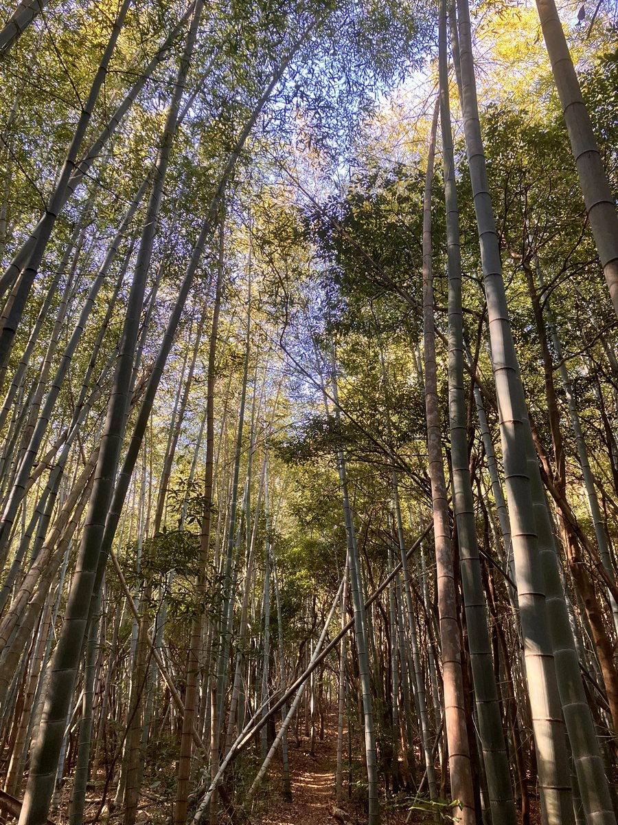 riumachitotomo's tweet photo. 昨日久しぶりに登山行ったら後半膝が痛くなって、調子良くない時に登山は無理だったかーってちょっと思ったけど、帰宅したら平気だったし今日も筋肉痛のみで済んだ👍
久々にいい汗かいて運動できて良かった！ https://t.co/CMYAAKo3Go