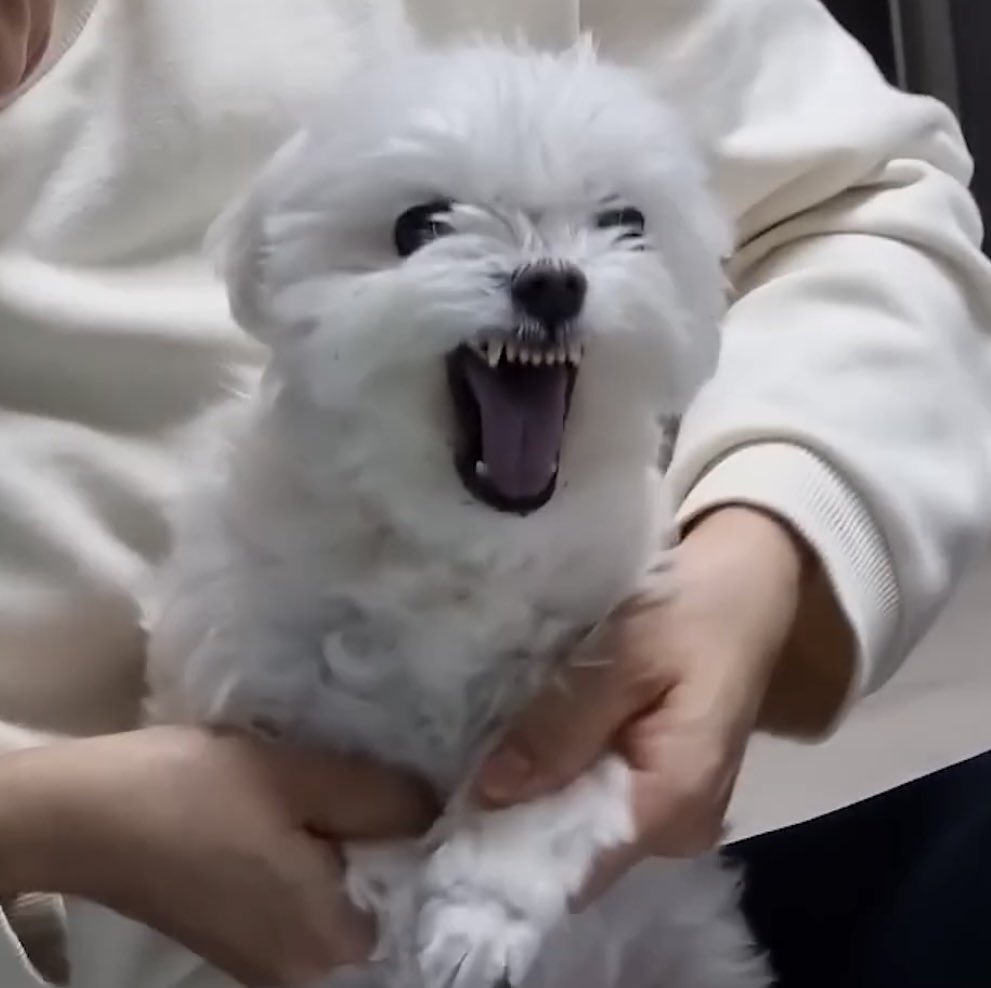 _herheart's tweet photo. 울음을 터트릴 것 같은 얼굴을 하고도 물러서지 않는 레일라가 마티어스를 웃게 했다. 뭐랄까. 꼭 세상모르고 캉캉거리는 자그마한 강아지를 보는 것 같기도 한데, 그 기분이 썩 나쁘지는 않았다. https://t.co/97SefhYcFo