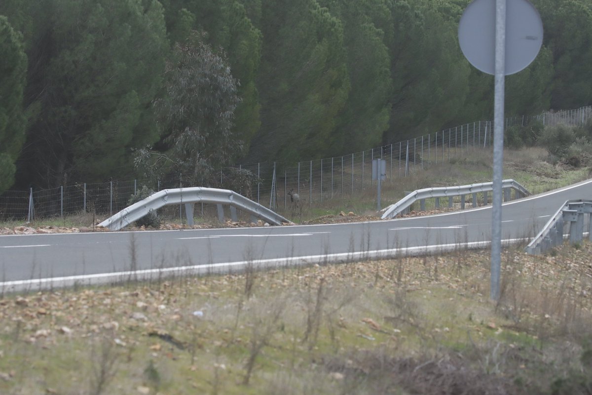Este corzo estaba atrapado en la carretera por culpa del vallado, carne de atropello. Luego la culpa de los accidentes con fauna es que hay muchos animales eh

Pude "acompañarle" hasta encontrar un hueco y echarse al monte. Pero me cago en todos los putos vallados