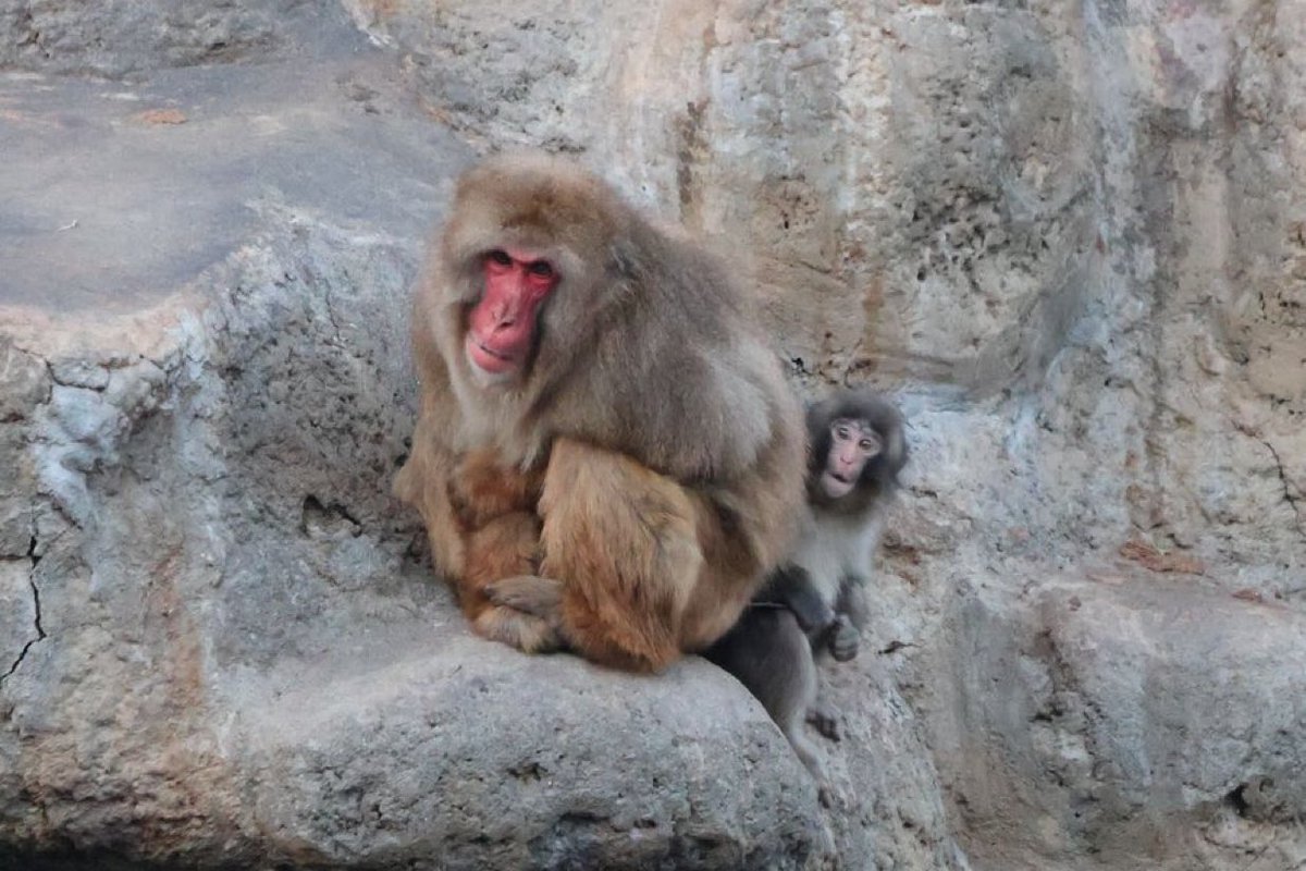 🥰 ข่าวดี 🥰

ทางสวนสัตว์อิชิกาวะ คอนเฟิร์มว่าวันนี้ 23/02/2026 น้องพั๊นจิคุง เข้ากับฝูงได้ดี 🐒

น้องไม่โดนแม่สวบดุ และหยุมหัวน้องแล้วค่ะ แล้วน้องก็เข้ากับลูกของแม่สวบและแม่สวบได้ดี 🐵🐵💕

แม่ลิงที่มีอิทธิพลในฝูง สังเกตว่าจะตัวใหญ่กว่าตัวอื่น หน้าจะแดง