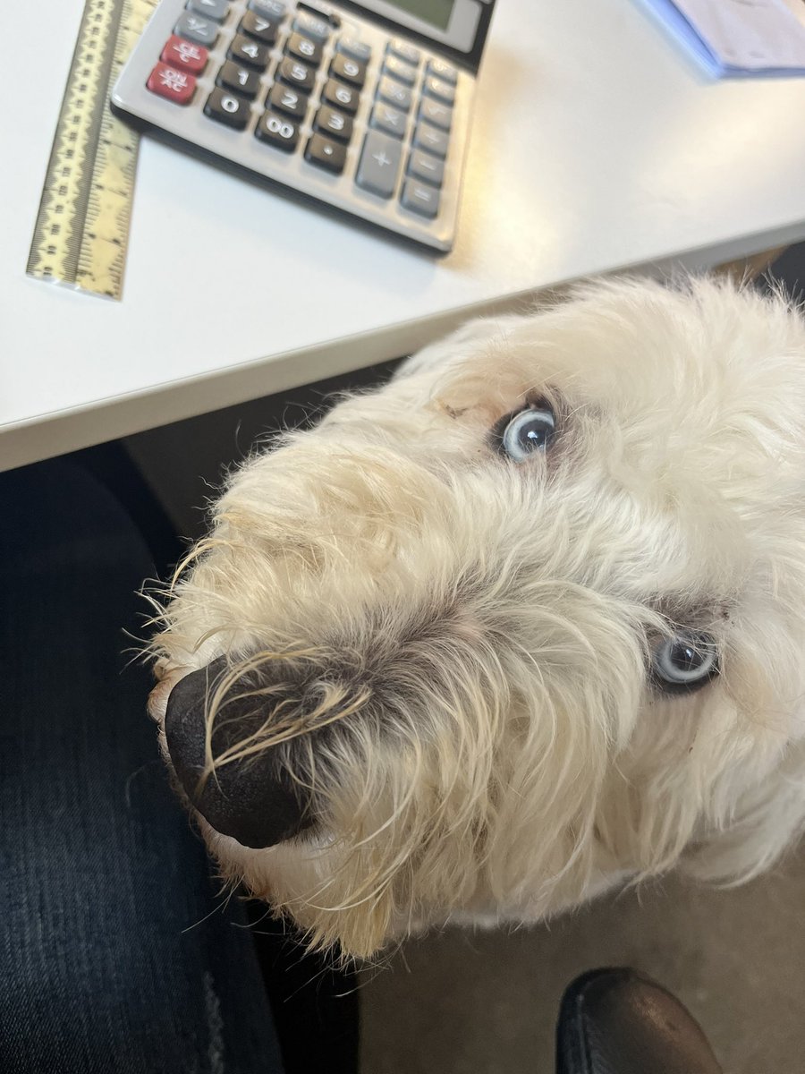 traz_mac's tweet photo. Itโs a good job Iโm left handed so the right one is permanently available to be on this mutt. Any time I take my hand away she nudges me! ๐ #tryingtowork https://t.co/r8fExQ93jX
