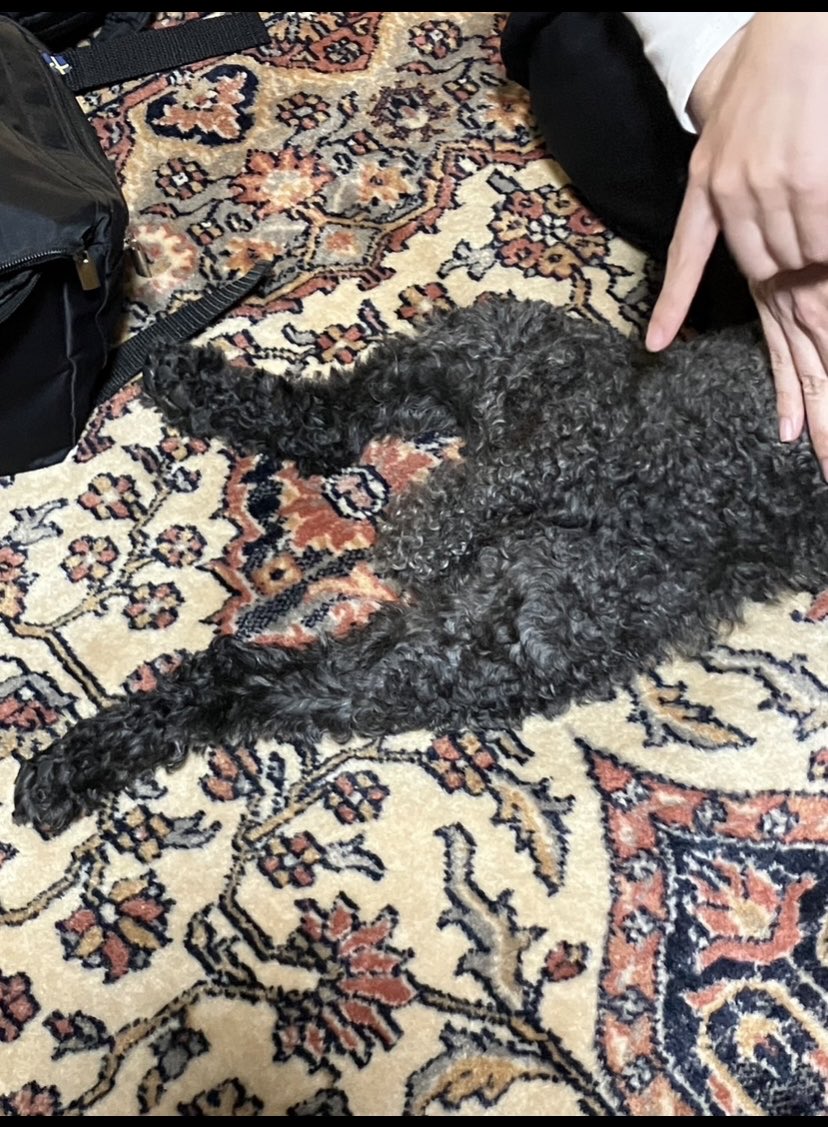 さめ (@samejimaitirou) / Posts / X