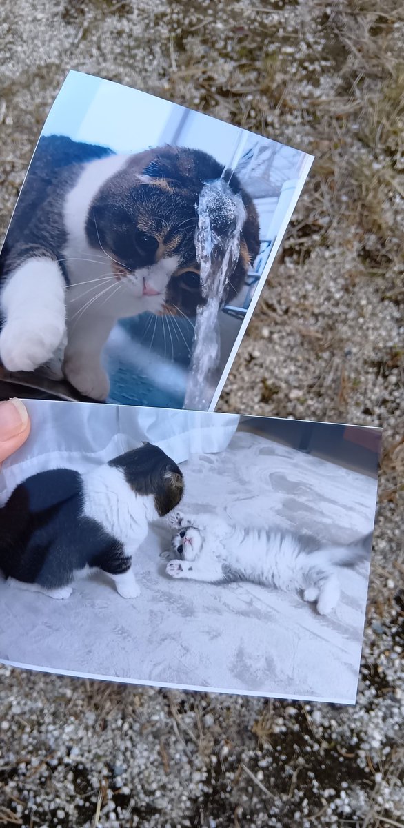 しっぽ (@shippo0519) / Posts / X