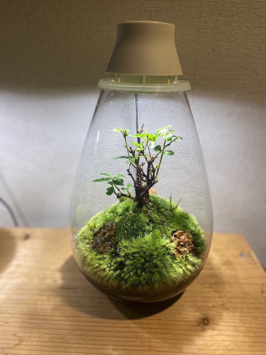 Mosslight-LED LED照明付テラリウム tweet media