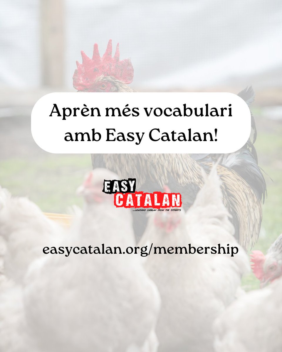 Easy Catalan tweet media