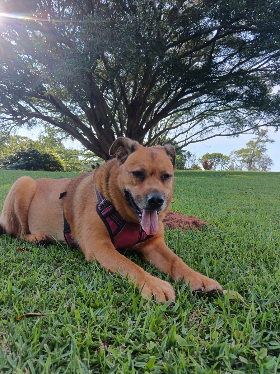 ladydebidebz1's tweet image. Maddikins &amp;amp; I took advantage of a cool breeze &amp;amp; popped round to the big park...
Maddie loves to cool down with Roly-polies 😎 ☺️ 😎
#PawPatrol
#ParkTime
#SpecialTime
#MaddieAndMom