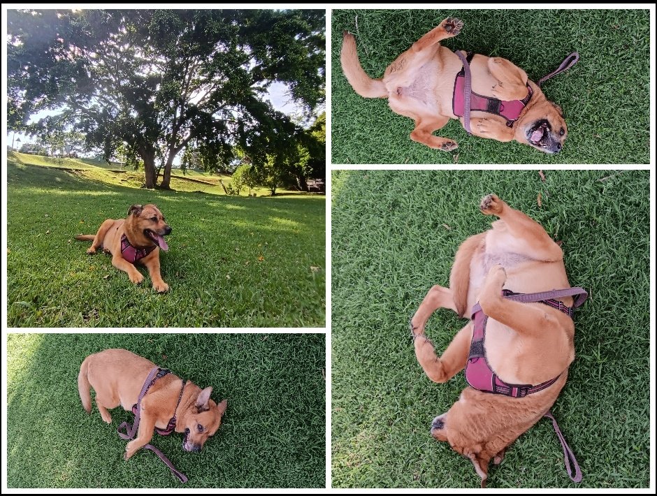 ladydebidebz1's tweet image. Maddikins &amp;amp; I took advantage of a cool breeze &amp;amp; popped round to the big park...
Maddie loves to cool down with Roly-polies 😎 ☺️ 😎
#PawPatrol
#ParkTime
#SpecialTime
#MaddieAndMom