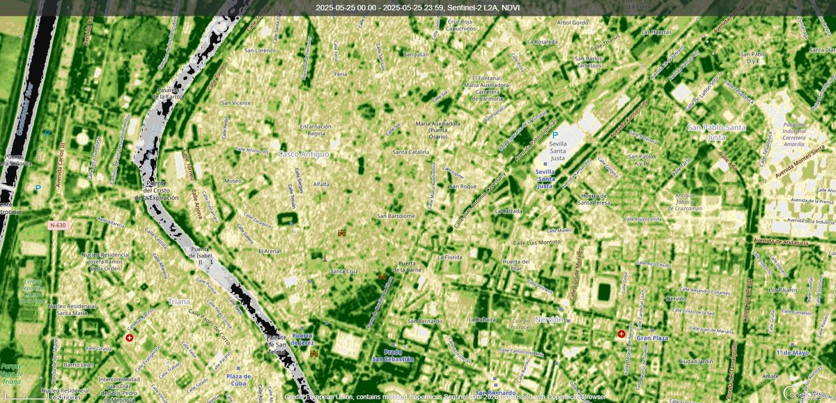 Los Árboles Mágicos ®️, (by Oscar Gaitan) tweet media