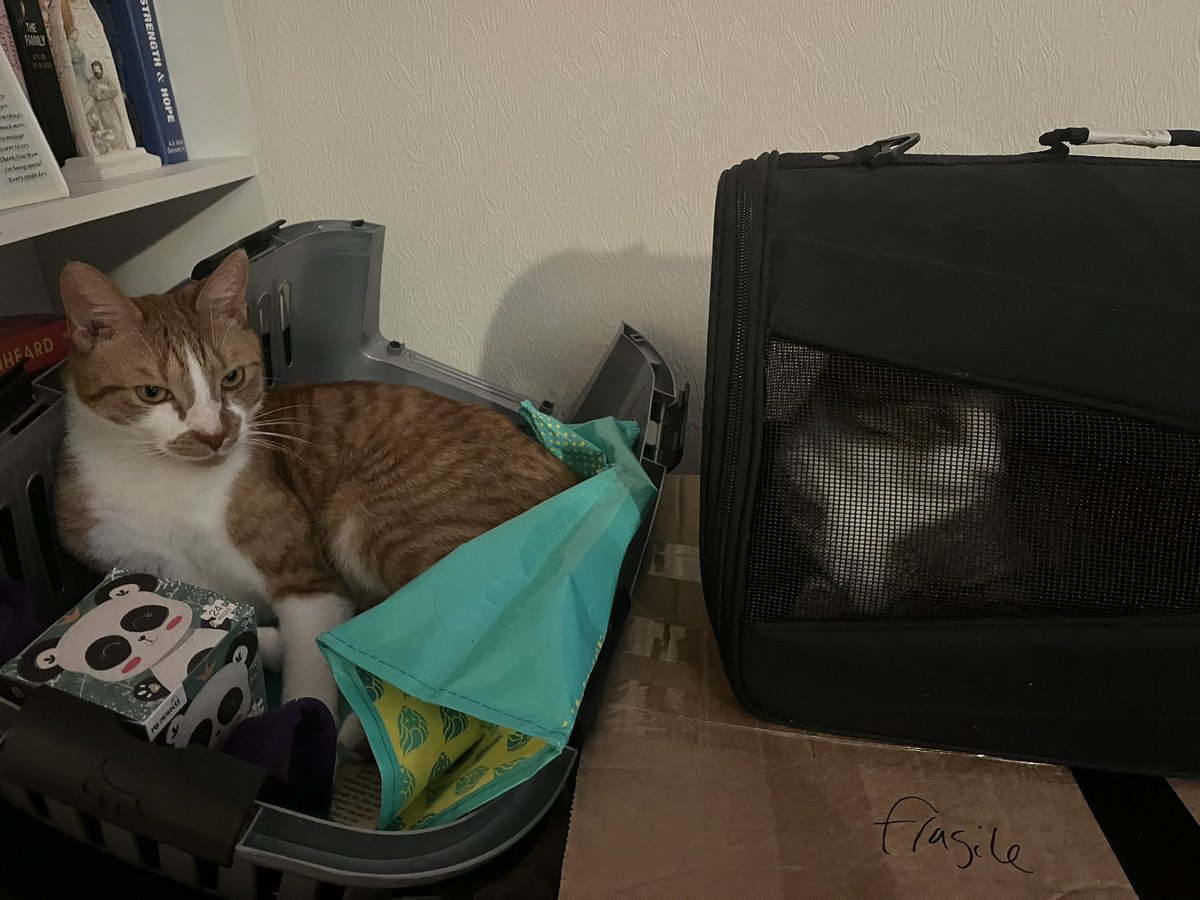 Chesty Mucus Cough Syrup 🇵🇸 Annie 🪽 tweet media