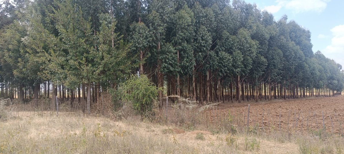 FOMAWA's tweet photo. Farmers are not left behind in our restoration journey.
This plantation, established in 2019+2020, is a true testament to patience, proper care,+commitment. The trees have grown exceptionally well, demonstrating the positive impact of adopting best practices in tree cultivation. https://t.co/pTGzJBqJlR