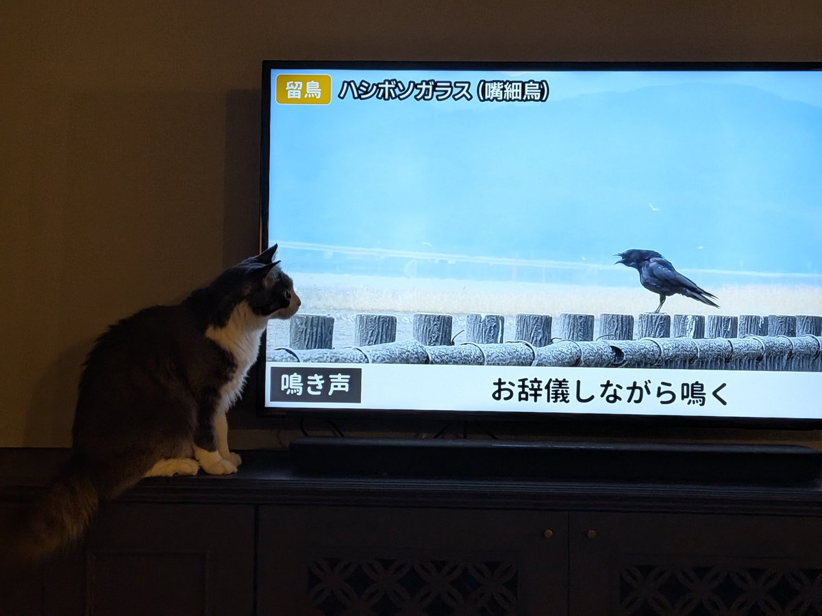 cielo_20220809's tweet photo. めっちゃみてる https://t.co/BLi9ZXKWlD