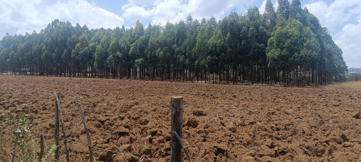 FOMAWA's tweet photo. Farmers are not left behind in our restoration journey.
This plantation, established in 2019+2020, is a true testament to patience, proper care,+commitment. The trees have grown exceptionally well, demonstrating the positive impact of adopting best practices in tree cultivation. https://t.co/pTGzJBqJlR