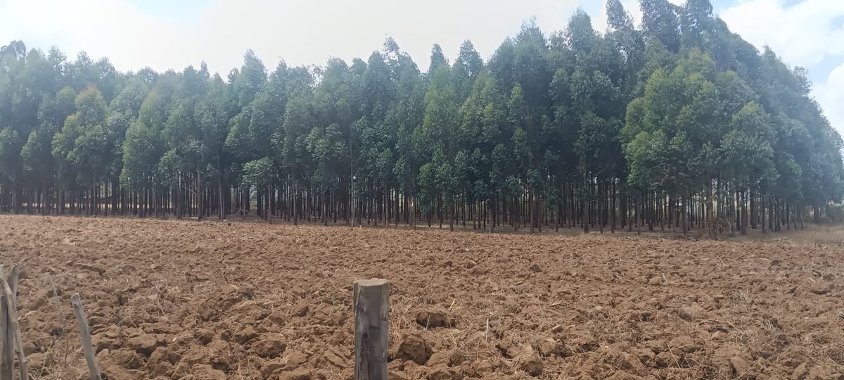 FOMAWA's tweet photo. The site features two species: Clonal Gums 7/69 and Eucalyptus grandis seedlings, both thriving and contributing to improved livelihoods and environmental conservation. https://t.co/jyF68YO2yq