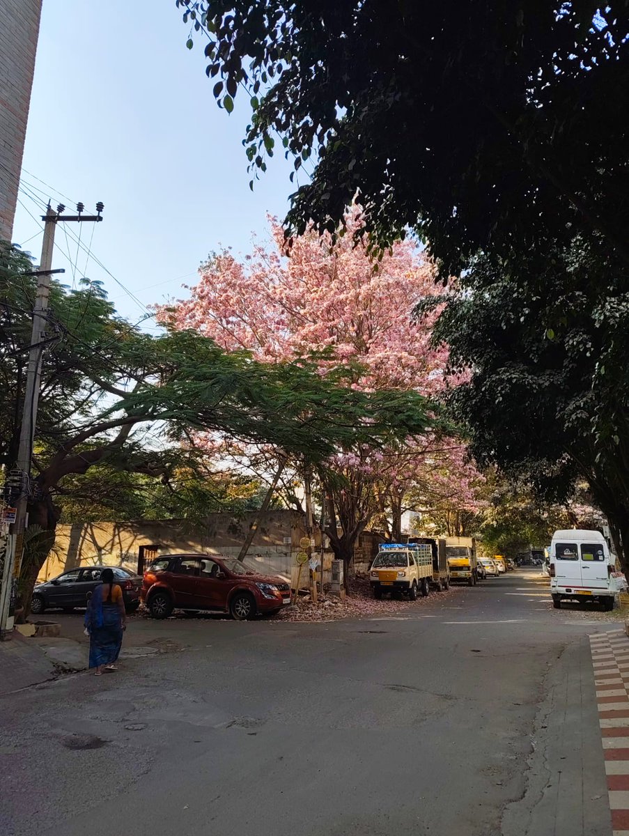 As a big fan of the pink flower blooms in Bengaluru, I try to click pictures of these trees wherever I spot them. In that journey, I got curious and did a little research and plotted it on a map. There are around 27k tabebuia rosea trees in Bangalore currently.