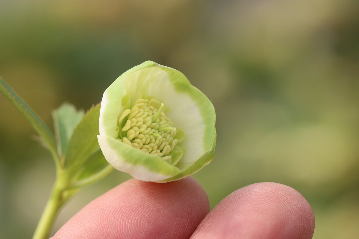 ohgi_nursery (@OhgiNursery) / Posts / X