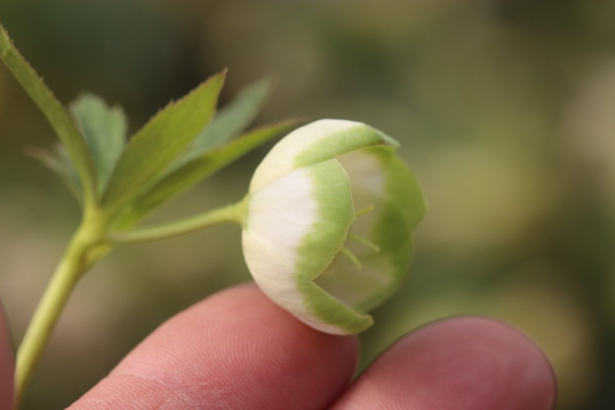 ohgi_nursery (@OhgiNursery) / Posts / X