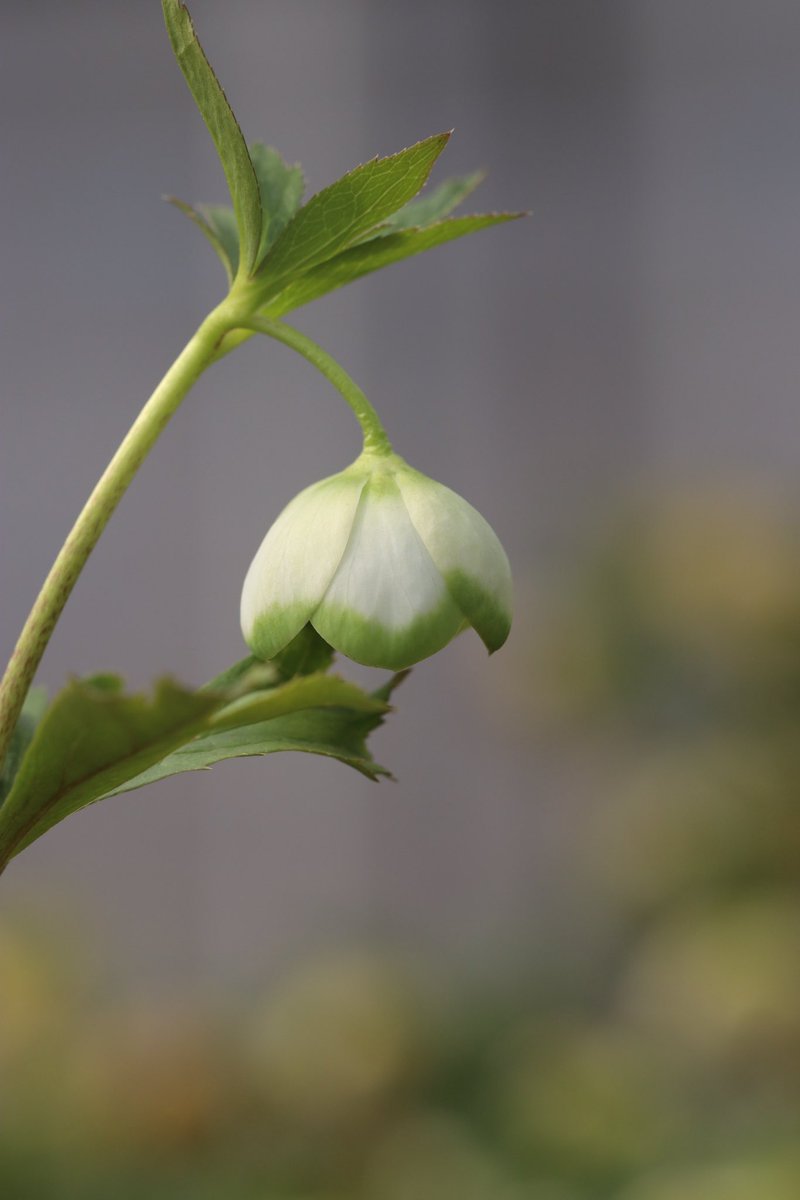 ohgi_nursery (@OhgiNursery) / Posts / X