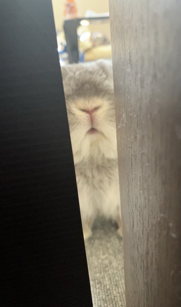 ᑎ ᑎ |*・ω・) #うさぎ