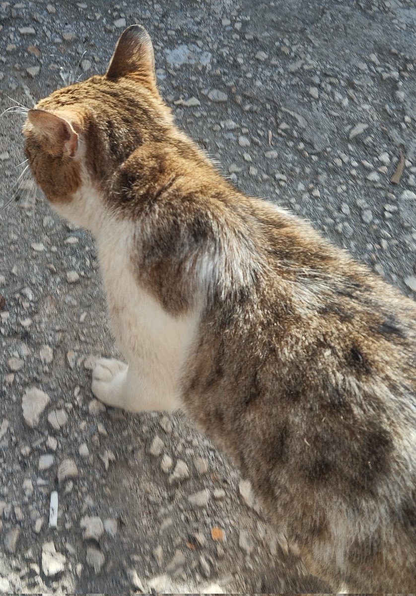 Archie (Angel Rusty 🌈🕊️) tweet media