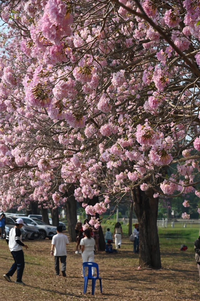 📣อัปเดต การบานของดอกชมพูพันธุ์ทิพย์ (23 ก.พ. 69) บริเวณถนนวัฒนา เสถียรสวัสดิ์ (หน้าโรงเรียนสาธิตฯ)
.
🌸เมื่อวานเย็นฝนตกพายุเข้ามีดอกจำนวนหนึ่งที่ร่วงหลุดไป..แต่วันนี้ดอกใหม่ก็ผลิบานมาอย่างต่อเนื่อง

(Cr.มหาวิทยาลัยเกษตรศาสตร์ วิทยาเขตกำแพงแสน)