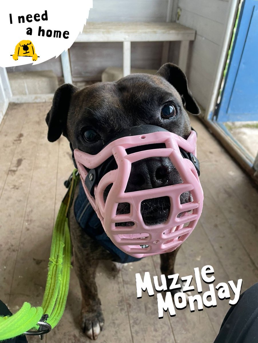 We're heading into the week with Kyza! 🐶💛 

Kyza wears his muzzle as he can find meeting new people a little scary. With time and patience he slowly blossoms and loves nothing more than sitting and relaxing watching the world go by at your side! 🐶 

 #AdoptMe #MuzzleMonday