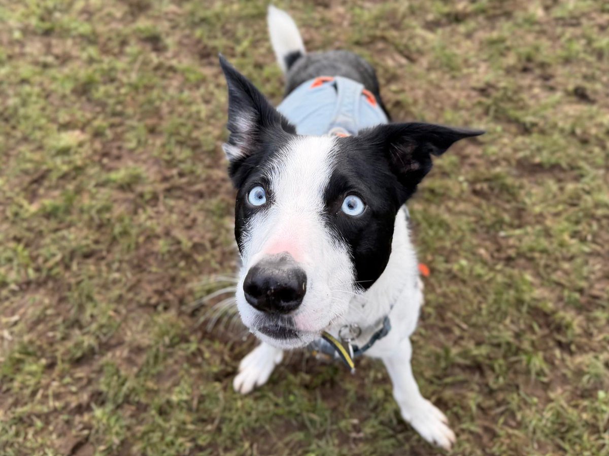 DogsTrust West Calder (Edinburgh) and Dundee tweet media