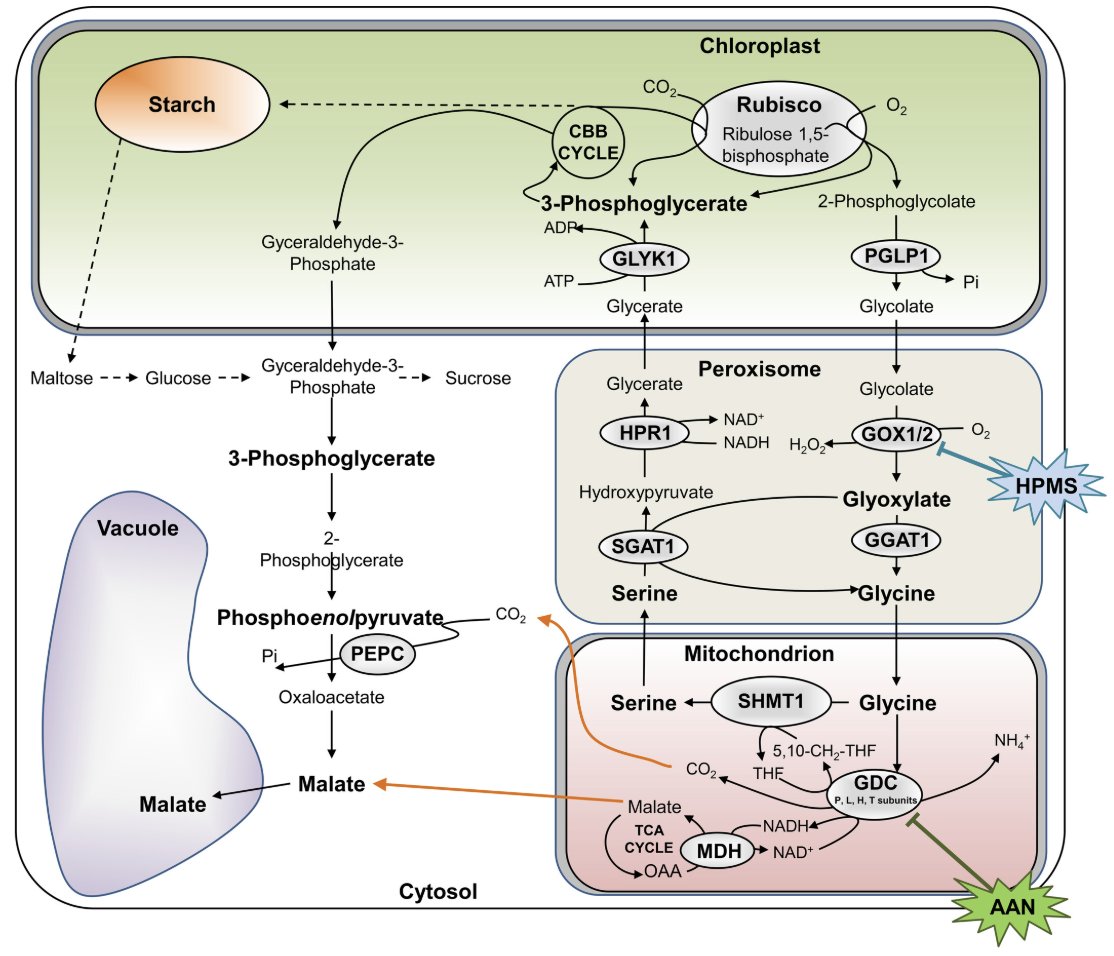 PPLplantarum's tweet photo. 🌞 How does photorespiration affect stomatal opening?
A functional photorespiratory cycle is required for normal light-induced stomatal opening, revealing a metabolic link between photorespiration and guard-cell regulation.
https://t.co/hmoSgHNOD9
#PlantSci #Photorespiration https://t.co/7TiZFoW2G3