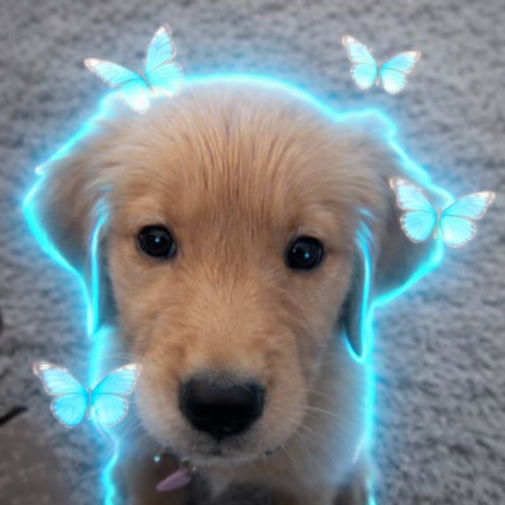 The Butterfly Effect.