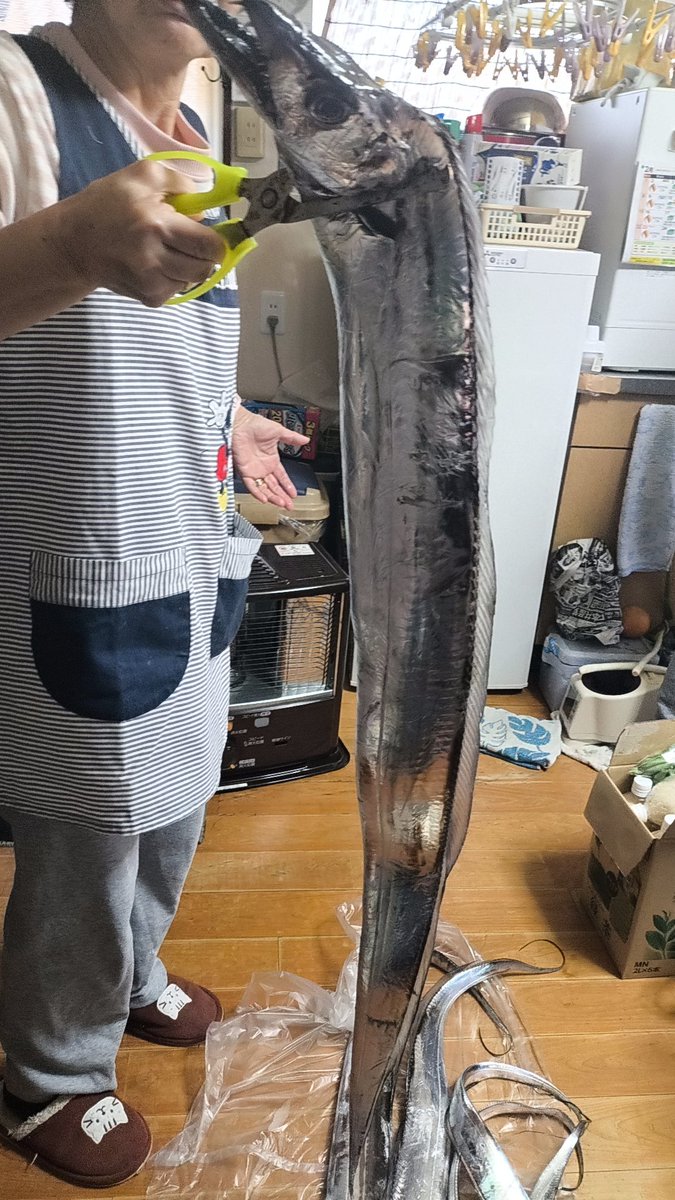 luiss03131's tweet photo. 錦江湾でスーパードラゴン釣れました🔥流石に150m巻き上げるのは筋トレでしたw次は神龍だなー😆そして船外機が壊れた😓まじ疲れたんだが…
明日メンテナンスに出してこよ
#太刀魚
#ドラゴン https://t.co/C2wS5TfDcF