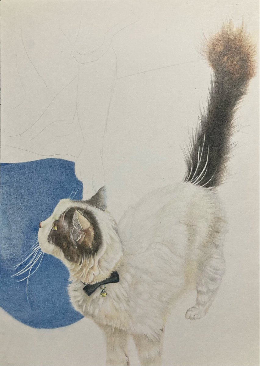 久しぶりに、気持ちいい昼寝ができました。 #色鉛筆画 #猫