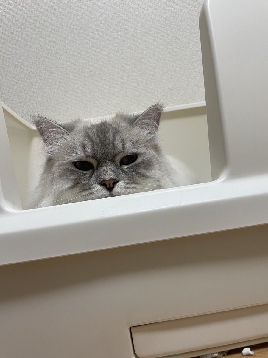 hossyyiii's tweet photo. 昨日2/22は俺の誕生日で
2/15はうちの猫ちゃんの誕生日でした！
1歳おめでとう！これからもたくさん食べて沢山遊ぼうな大好きだぞ https://t.co/Uiix7CfDgd