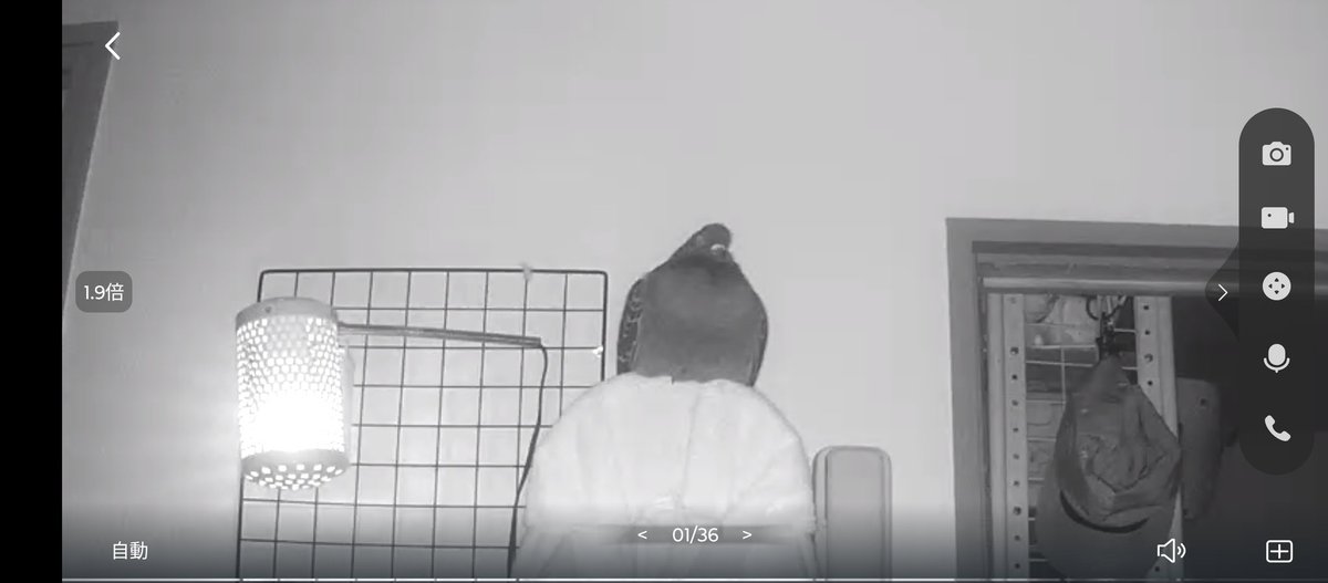 う〜ん強者の風格。
堂々たる寝姿。
かっこいいし可愛いですね。
#鳩