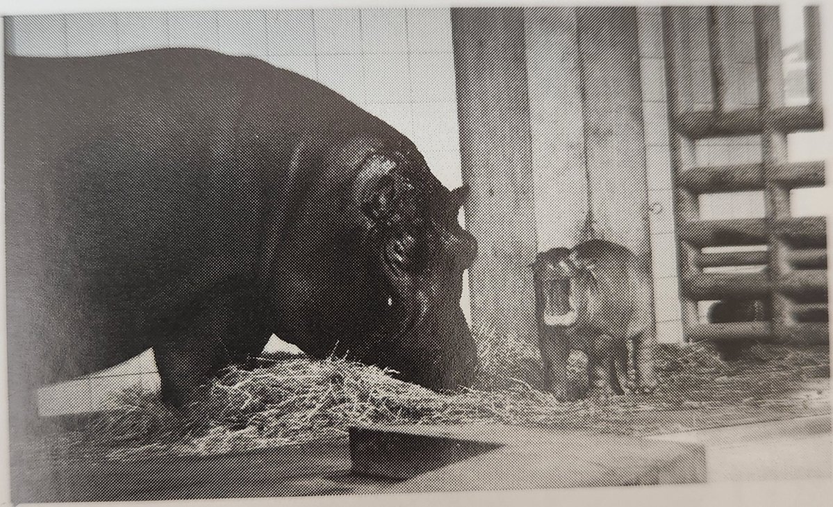 カバ 「カブ（1992～）」アドベンチャーワールドへ とべ動物園『とべ