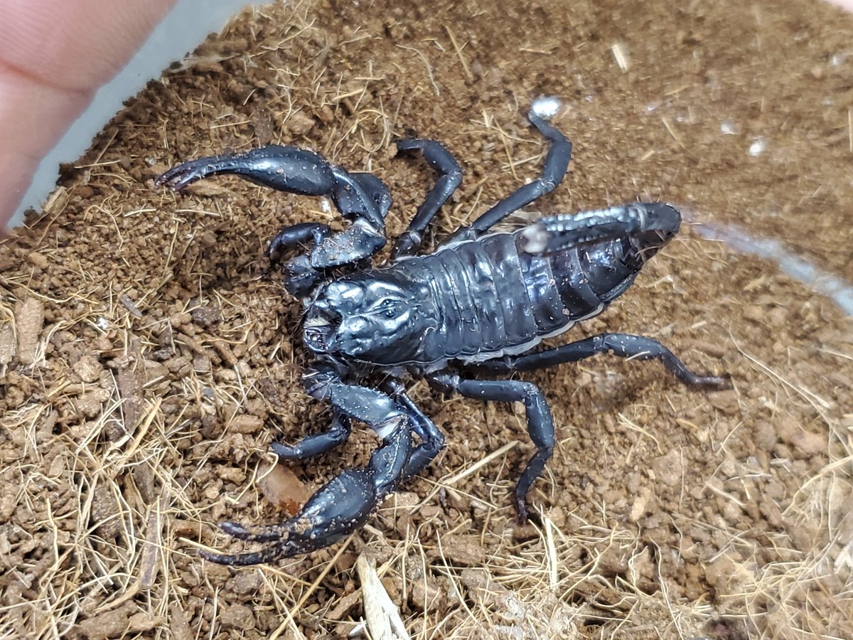 自然探索部@4/12 SB tweet media