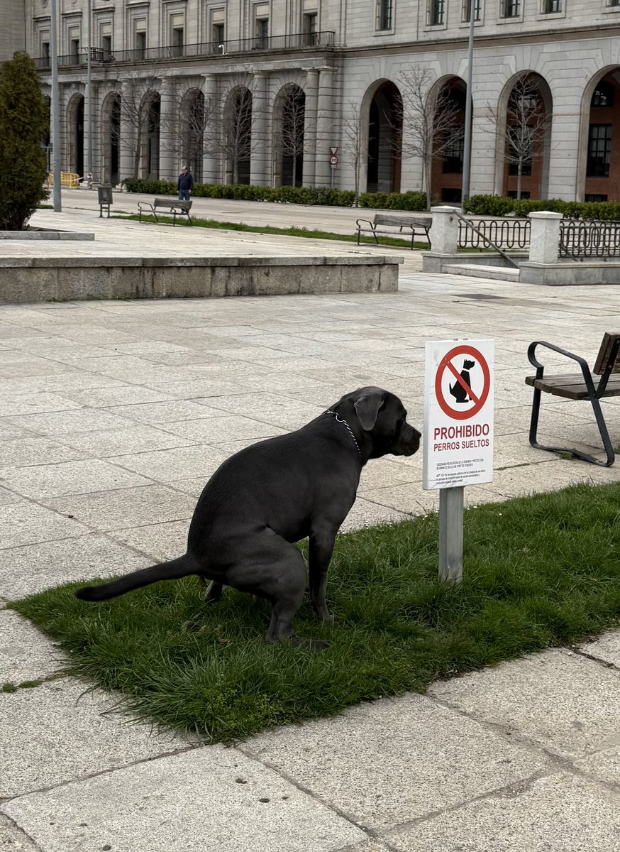 You can’t be $serious, Thor… 😭

Bro saw the sign and took it as a personal challenge 

Guess Thor needs to learn how to be serious like his Dev