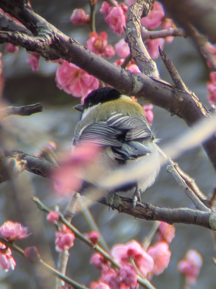 梅にシジュウカラ😆 #シジュウカラ #野鳥 #梅 #シジュウカラの日 #ツピ