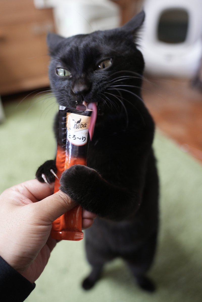 黒猫つくねちゃん太しっぽ (@oreo_blackcat) / Posts / X