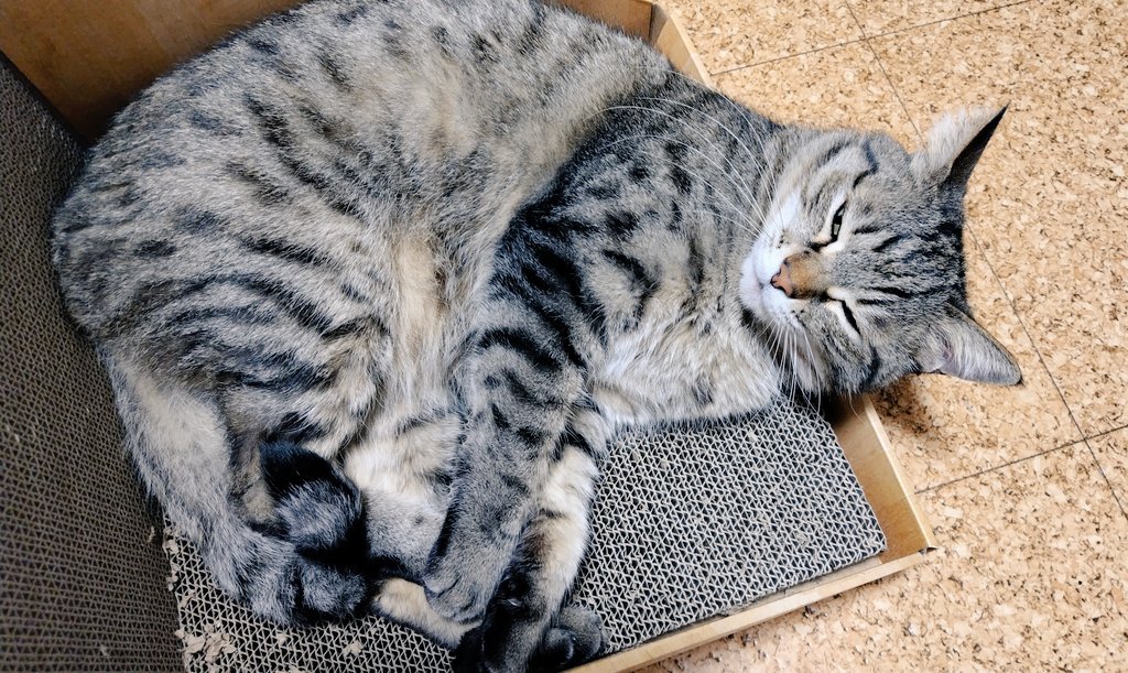 ゴロー🐾 (@cat_56chan) / Posts / X