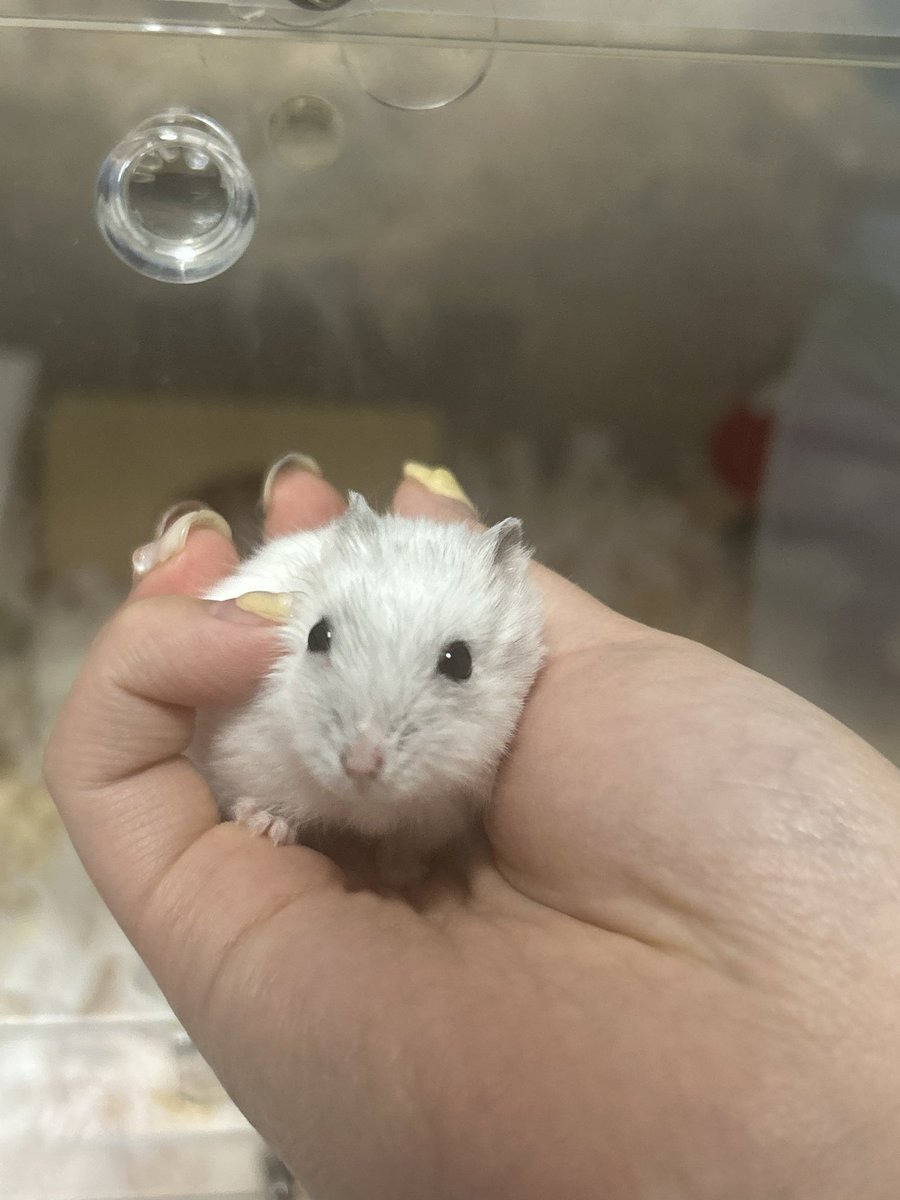 쪼랭🎶(호떡이 입양 예약 완) tweet media