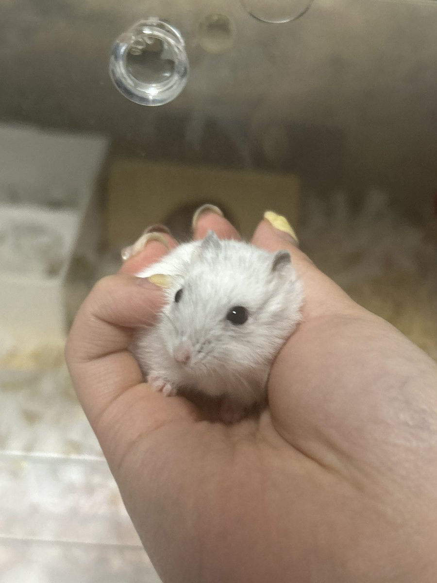 쪼랭🎶(호떡이 입양 예약 완) tweet media