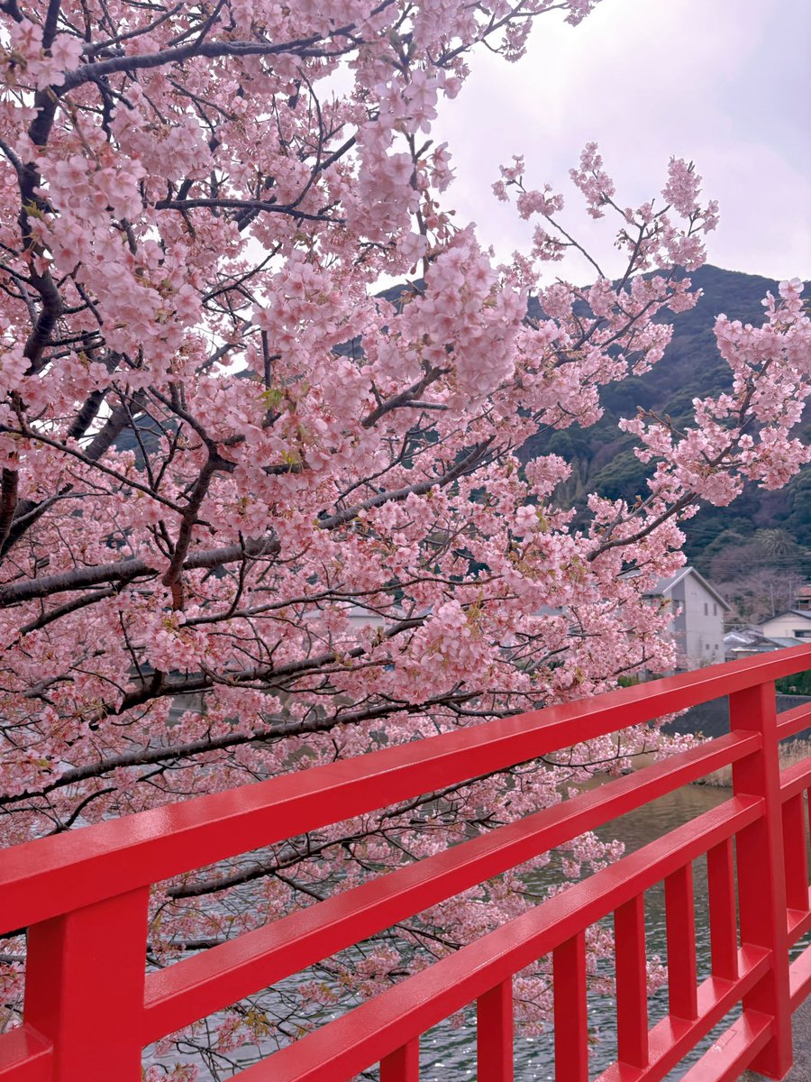 福田ゆあ tweet media